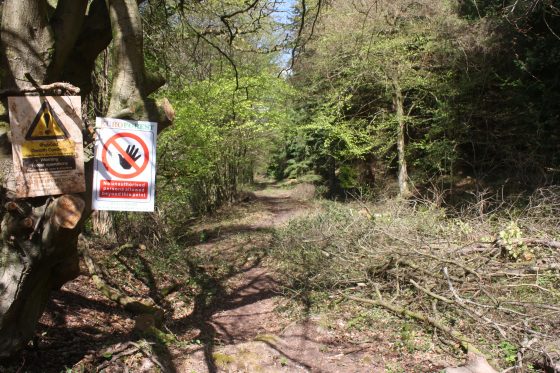 Forestry operations reveal trackbed